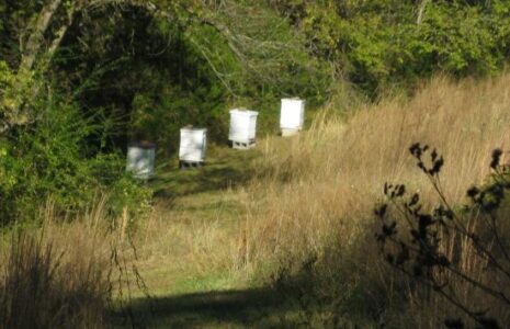Beekeeping: Putting the Bees to Bed for Winter Image